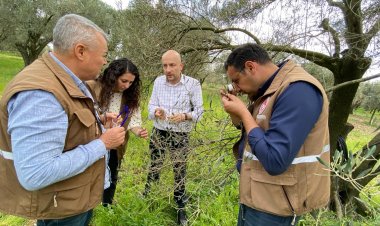 Zeytin Ağaçlarındaki Yaprak Dökümü Mercek Altında